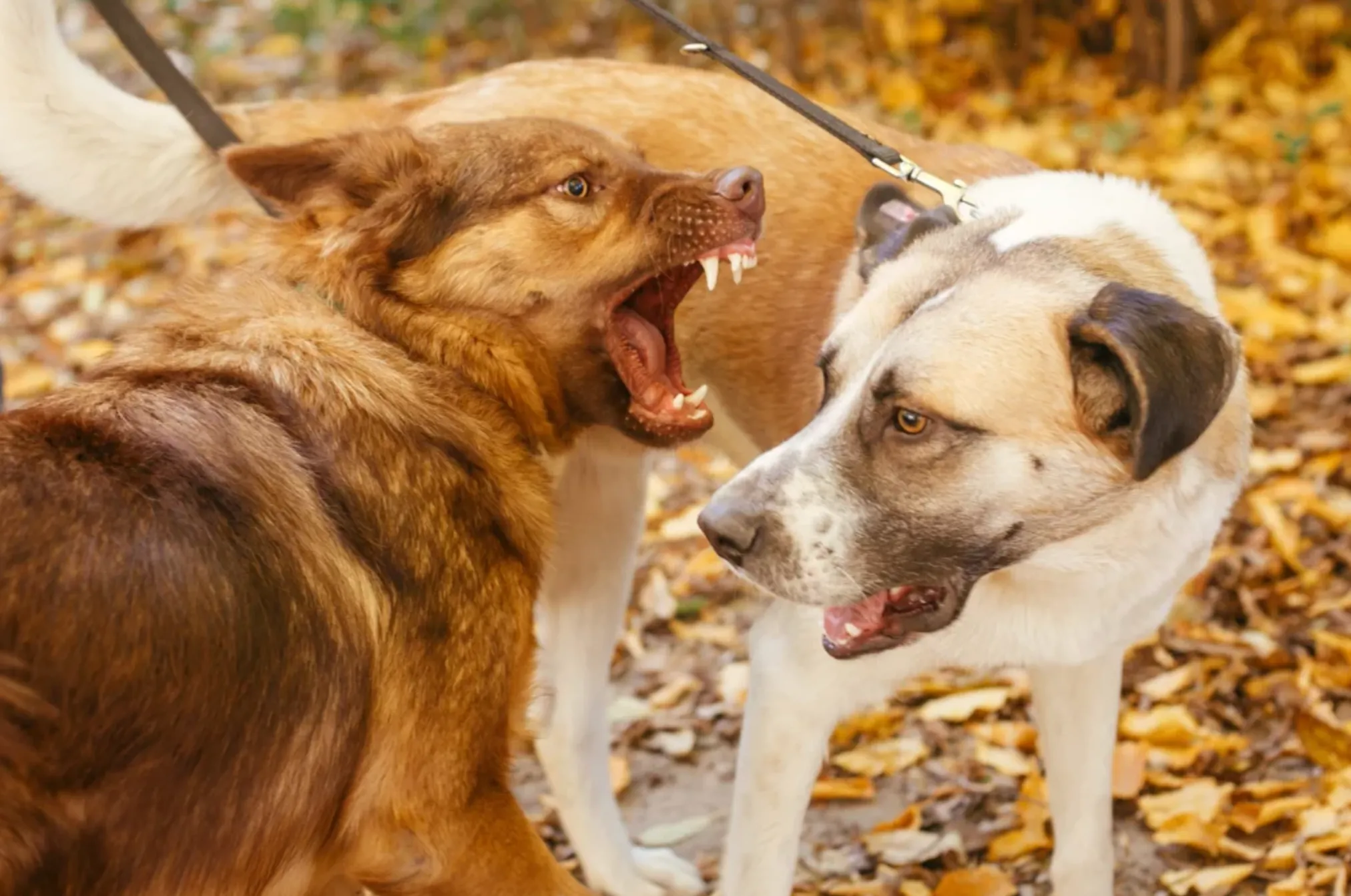 Hiring the Best Irvine Dog Bite Lawyer